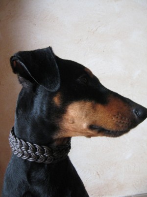 Hundehalsband geknotet